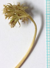 Oreoxis trotteri