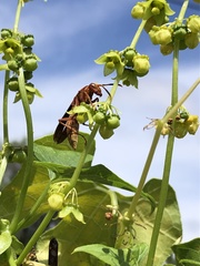 Polistes mexicanus