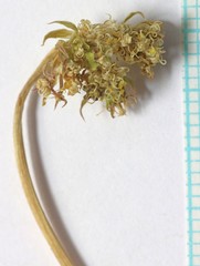 Oreoxis trotteri