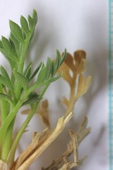 Oreoxis trotteri