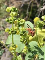 Polistes mexicanus