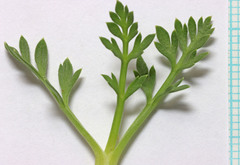 Oreoxis trotteri