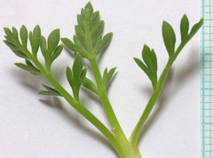 Oreoxis trotteri