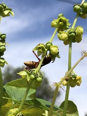 Polistes mexicanus