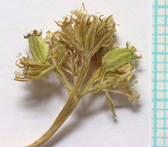 Oreoxis trotteri