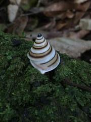 Oxychona bifasciata