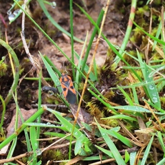 Spilostethus pacificus