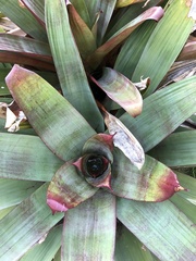 Neoregelia
