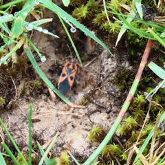 Spilostethus pacificus