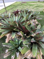 Neoregelia