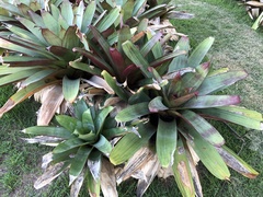 Neoregelia