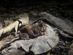 Proceratophrys renalis