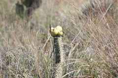 Opuntia huajuapensis