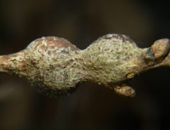Zapatella quercusmedullae