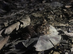Proceratophrys renalis