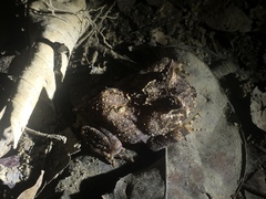 Proceratophrys renalis