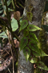 Gobenia