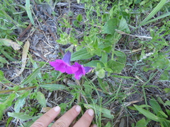 Petunia integrifolia