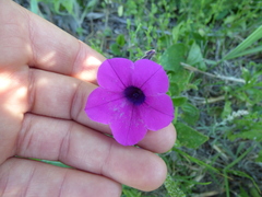 Petunia integrifolia