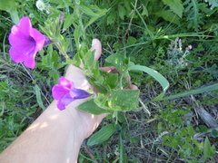 Petunia integrifolia