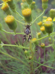 Paramantispa decorata