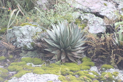 Agave horrida perotensis