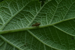 Alchisme banosiensis