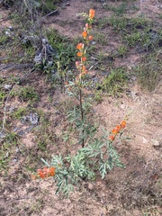 Sphaeralcea grossulariifolia