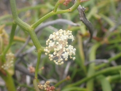 Platysace compressa