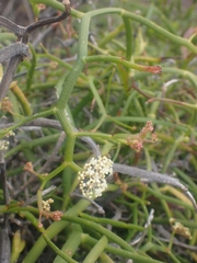 Platysace compressa