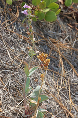 Penstemon carnosus