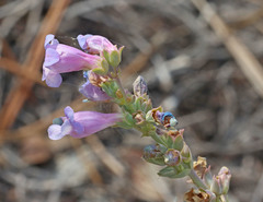 Penstemon carnosus