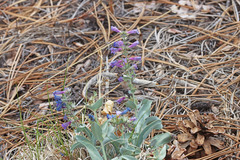 Penstemon carnosus