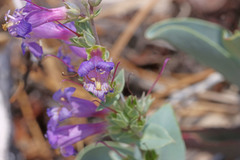 Penstemon carnosus