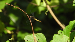 Orthetrum triangulare