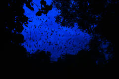 Nyctinomops laticaudatus