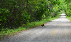 Nasua narica yucatanica