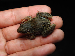 Leptodactylus fragilis