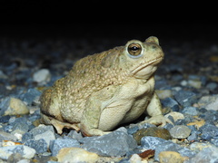 Anaxyrus speciosus