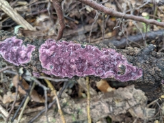 Byssomerulius psittacinus