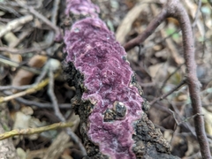 Byssomerulius psittacinus