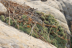 Petrophytum caespitosum caespitosum