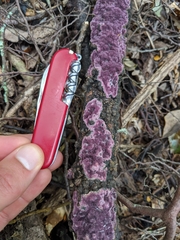 Byssomerulius psittacinus