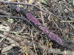 Byssomerulius psittacinus