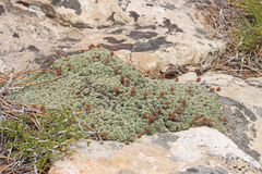 Petrophytum caespitosum caespitosum