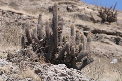 Weberbauerocereus weberbaueri