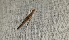 Neoxabea cerrojesusensis