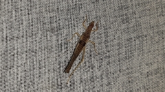 Neoxabea cerrojesusensis