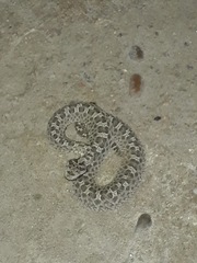 Bothrops ammodytoides