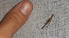 Neoxabea cerrojesusensis